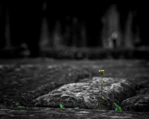 Preview wallpaper stone, flower, power of nature, germination, energy, strong