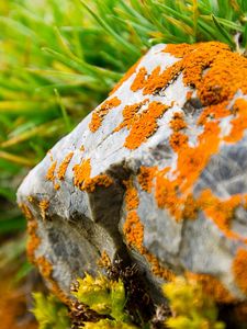 Preview wallpaper stone, moss, grass, orange, green