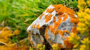 Preview wallpaper stone, moss, grass, orange, green