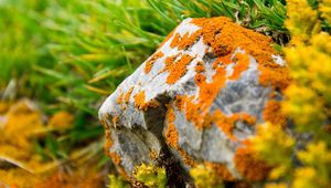 Preview wallpaper stone, moss, grass, orange, green