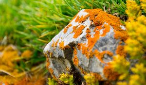 Preview wallpaper stone, moss, grass, orange, green