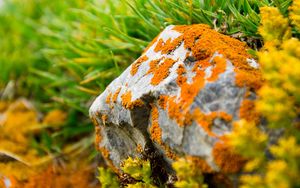 Preview wallpaper stone, moss, grass, orange, green