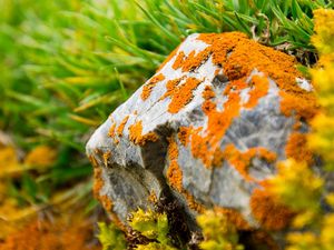 Preview wallpaper stone, moss, grass, orange, green