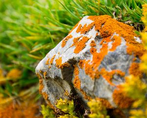 Preview wallpaper stone, moss, grass, orange, green