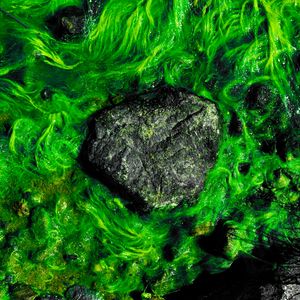 Preview wallpaper stones, algae, moss, water