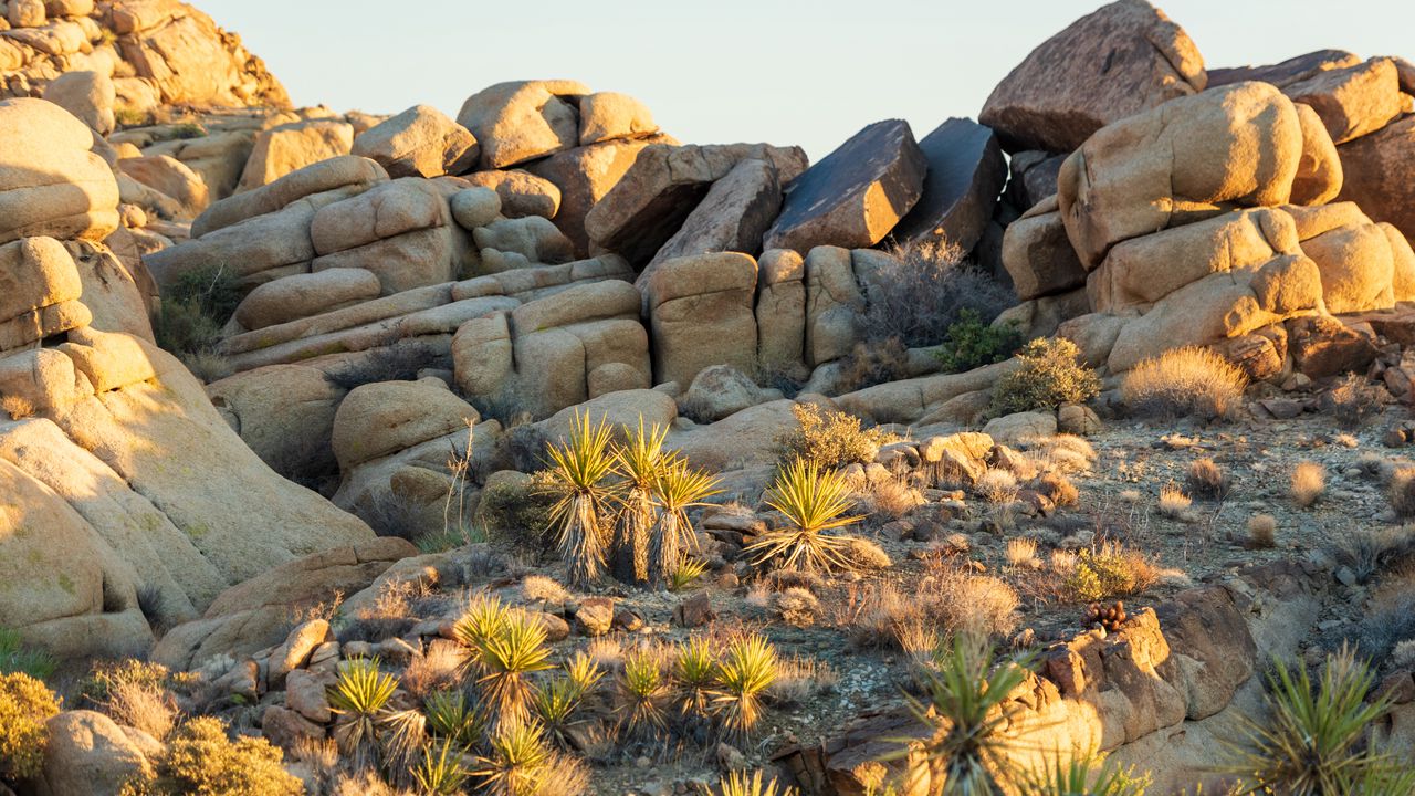 Wallpaper stones, cacti, needles, nature