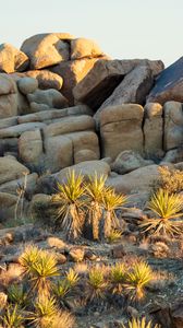 Preview wallpaper stones, cacti, needles, nature