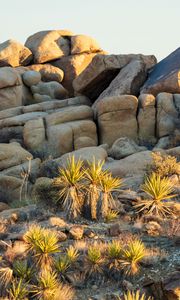 Preview wallpaper stones, cacti, needles, nature