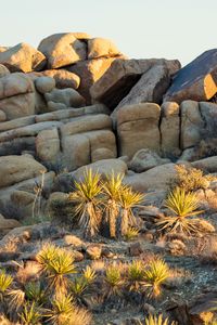 Preview wallpaper stones, cacti, needles, nature