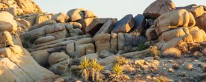 Preview wallpaper stones, cacti, needles, nature