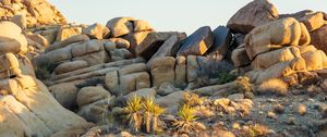 Preview wallpaper stones, cacti, needles, nature