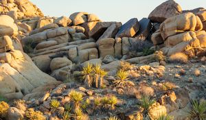 Preview wallpaper stones, cacti, needles, nature