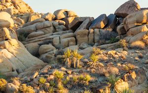 Preview wallpaper stones, cacti, needles, nature