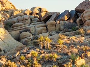 Preview wallpaper stones, cacti, needles, nature