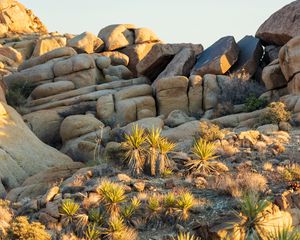 Preview wallpaper stones, cacti, needles, nature