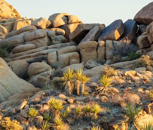 Preview wallpaper stones, cacti, needles, nature