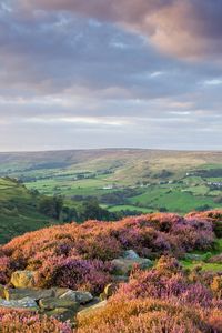 Preview wallpaper stones, flowers, mountains, hills, slopes, sky, clouds, gray, horizon