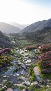 Preview wallpaper stones, flowers, valley, mountains