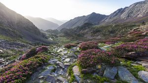 Preview wallpaper stones, flowers, valley, mountains