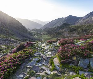 Preview wallpaper stones, flowers, valley, mountains