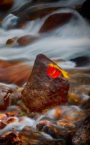 Preview wallpaper stones, leaves, water, stream, rocks