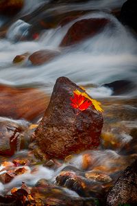 Preview wallpaper stones, leaves, water, stream, rocks