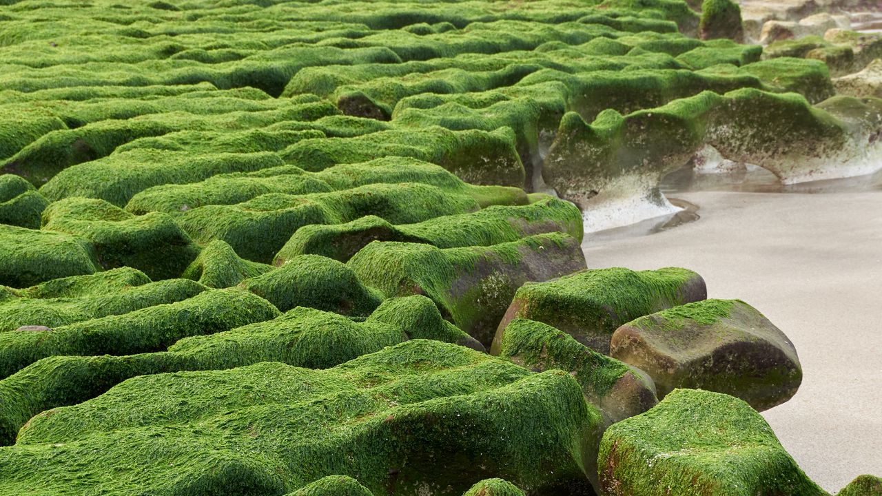 Wallpaper stones, moss, beach, water, sea