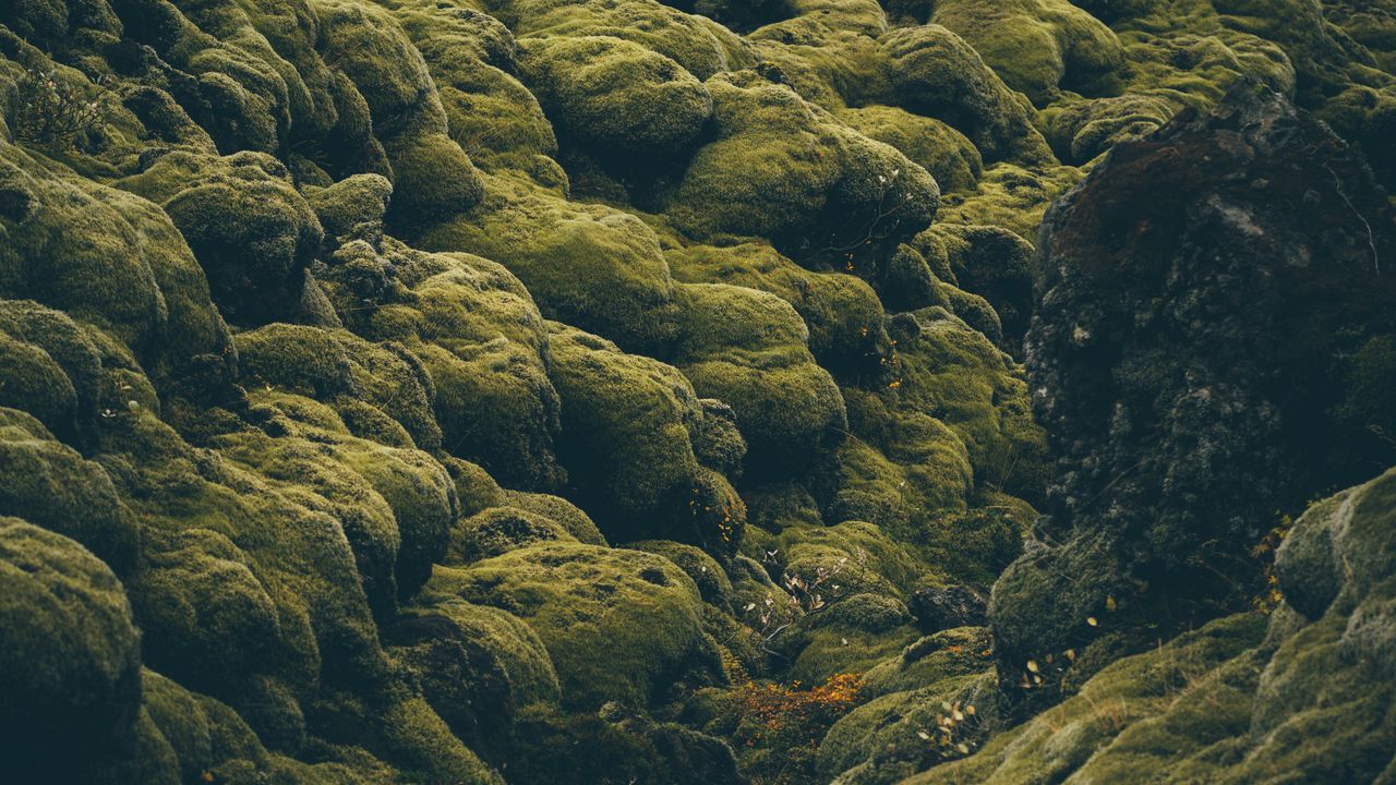 Wallpaper stones, moss, covered, iceland, pale, green