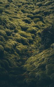 Preview wallpaper stones, moss, covered, iceland, pale, green