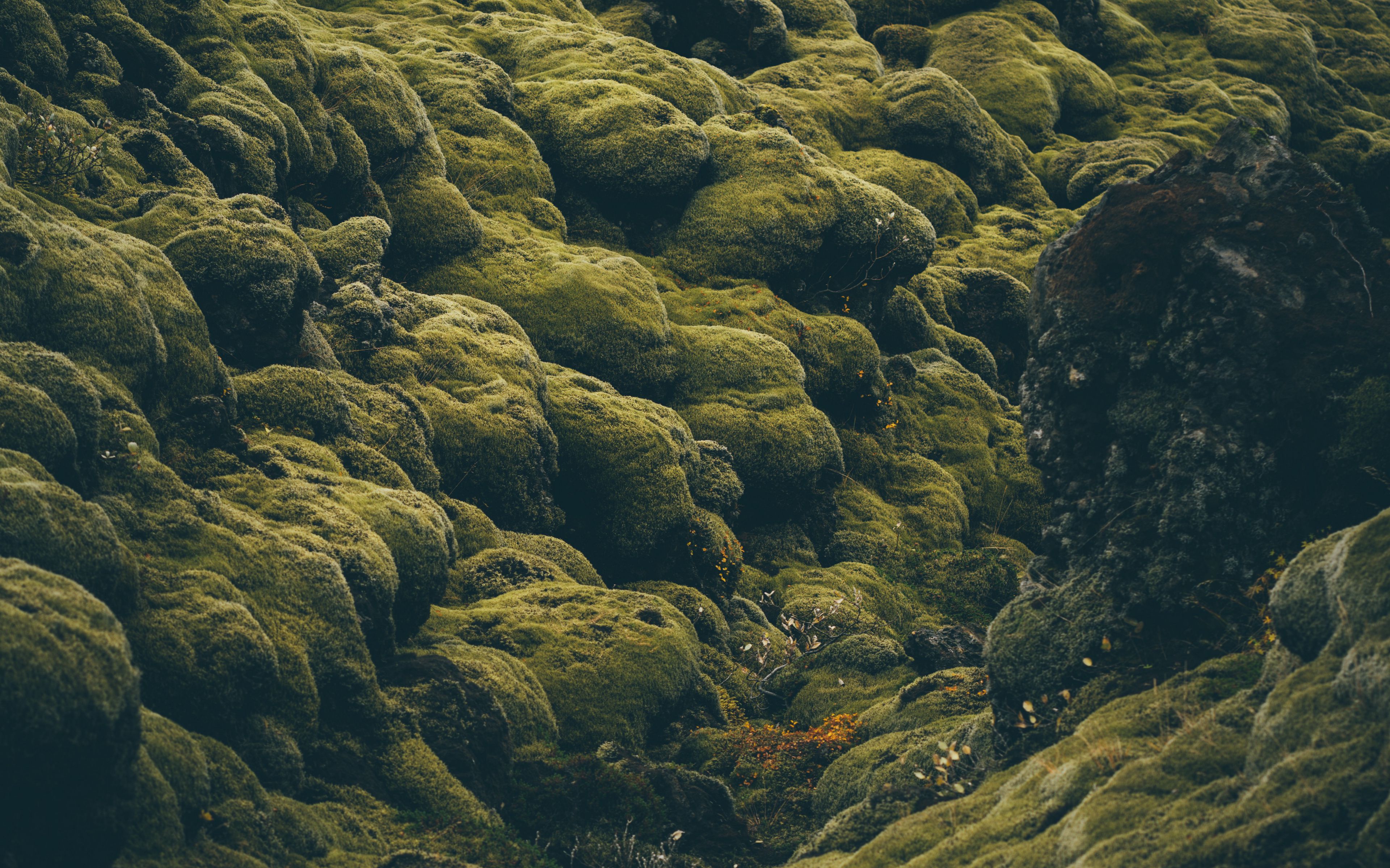 Download wallpaper 3840x2400 stones, moss, covered, iceland, pale