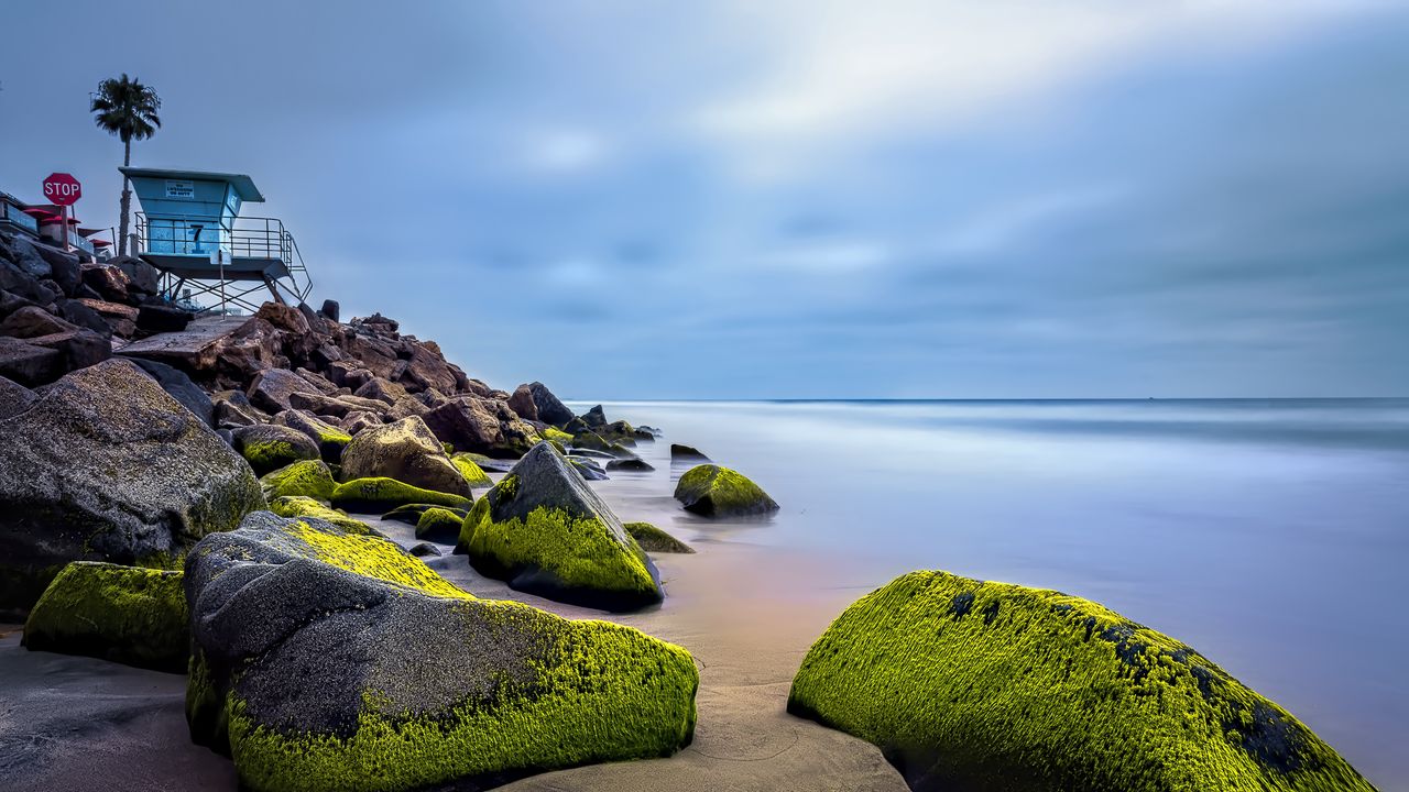 Wallpaper stones, moss, palm, tropics