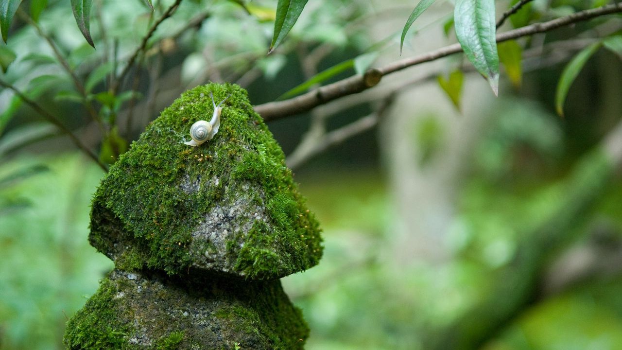 Wallpaper stones, moss, snails, grass, green