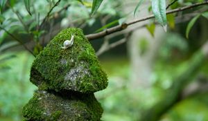 Preview wallpaper stones, moss, snails, grass, green