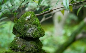 Preview wallpaper stones, moss, snails, grass, green