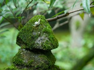 Preview wallpaper stones, moss, snails, grass, green