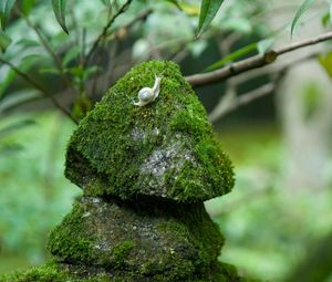 Preview wallpaper stones, moss, snails, grass, green