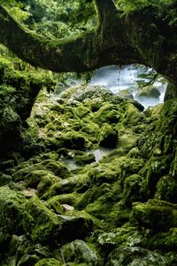 Preview wallpaper stones, moss, wood, rocks