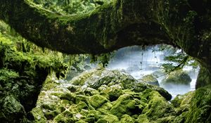 Preview wallpaper stones, moss, wood, rocks