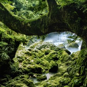 Preview wallpaper stones, moss, wood, rocks