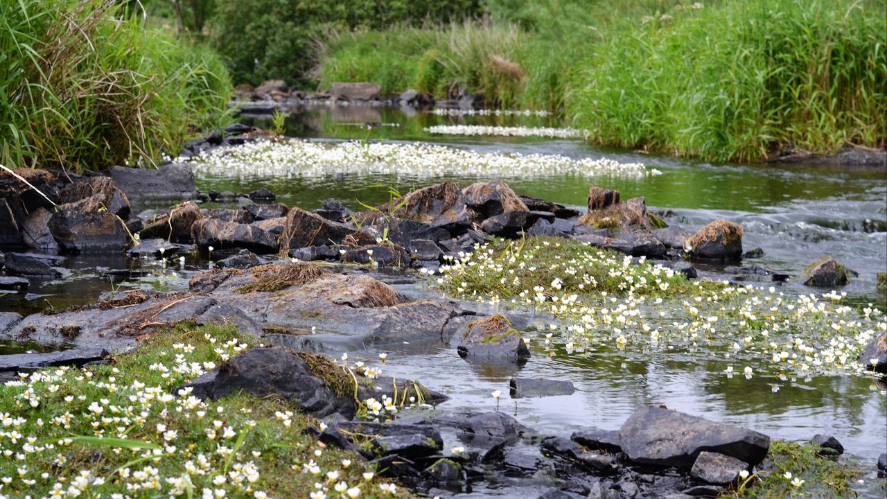 Wallpaper stones, pond, flowers, grass, landscape