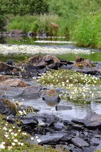 Preview wallpaper stones, pond, flowers, grass, landscape