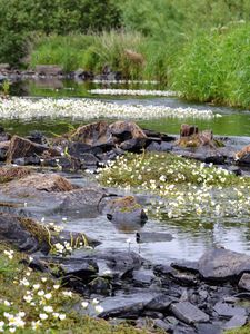 Preview wallpaper stones, pond, flowers, grass, landscape