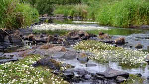 Preview wallpaper stones, pond, flowers, grass, landscape