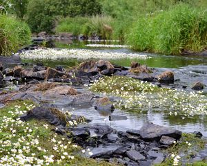 Preview wallpaper stones, pond, flowers, grass, landscape