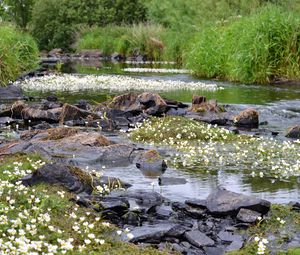 Preview wallpaper stones, pond, flowers, grass, landscape