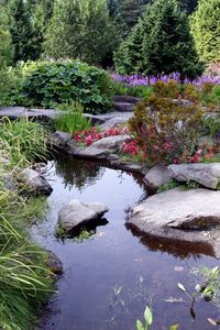 Preview wallpaper stones, pond, garden, vegetation, bushes, shadow