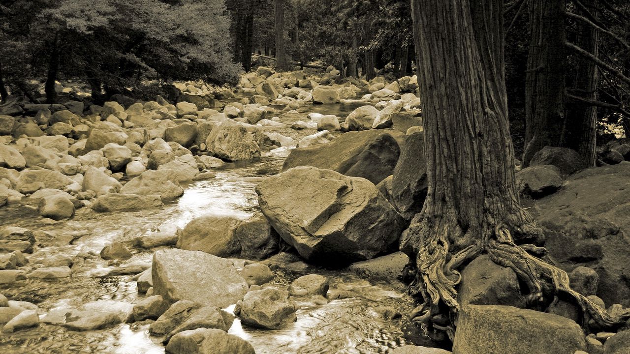 Wallpaper stones, river, tree, roots, trunk, black-and-white