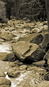 Preview wallpaper stones, river, tree, roots, trunk, black-and-white