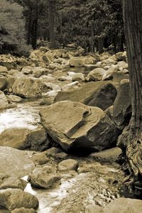 Preview wallpaper stones, river, tree, roots, trunk, black-and-white