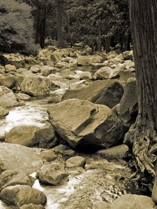 Preview wallpaper stones, river, tree, roots, trunk, black-and-white